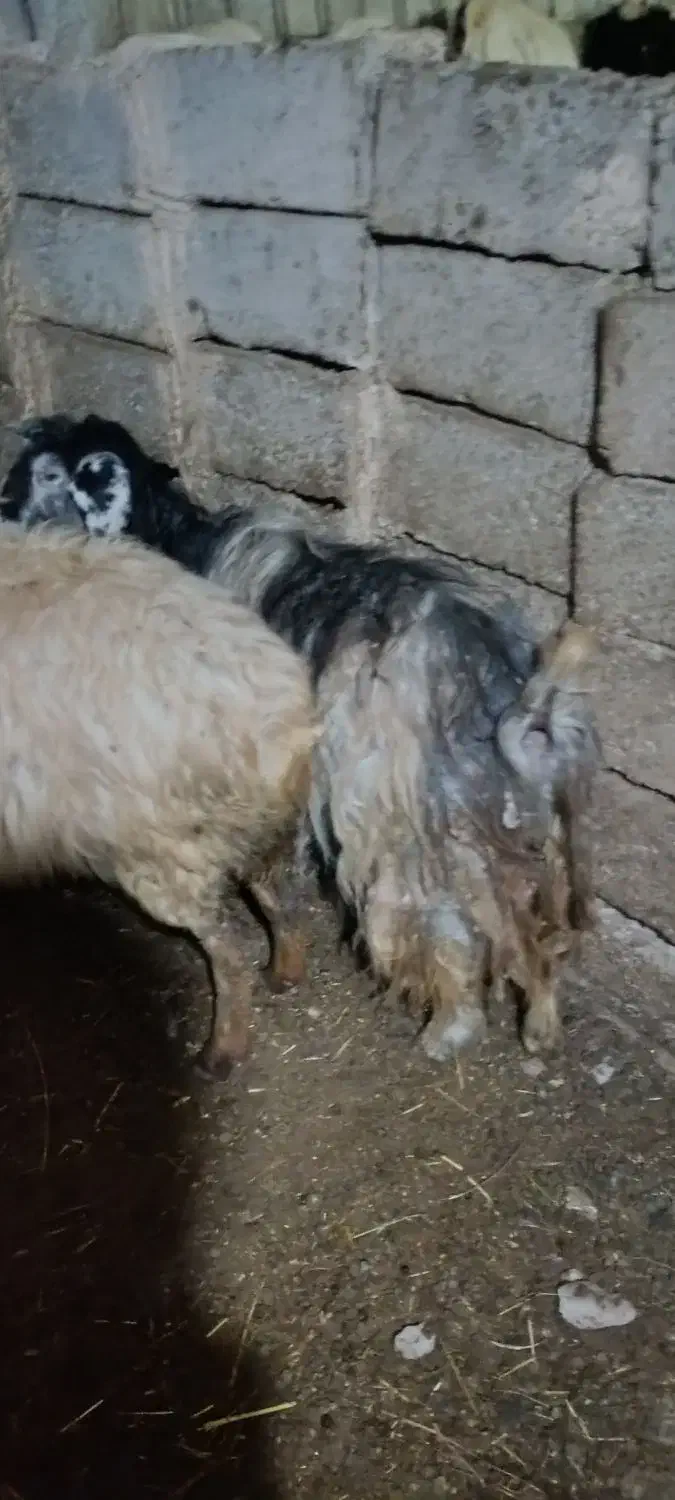 گوسفندبا بره نربفروش میرسد|حیوانات مزرعه|اهر, |دیوار