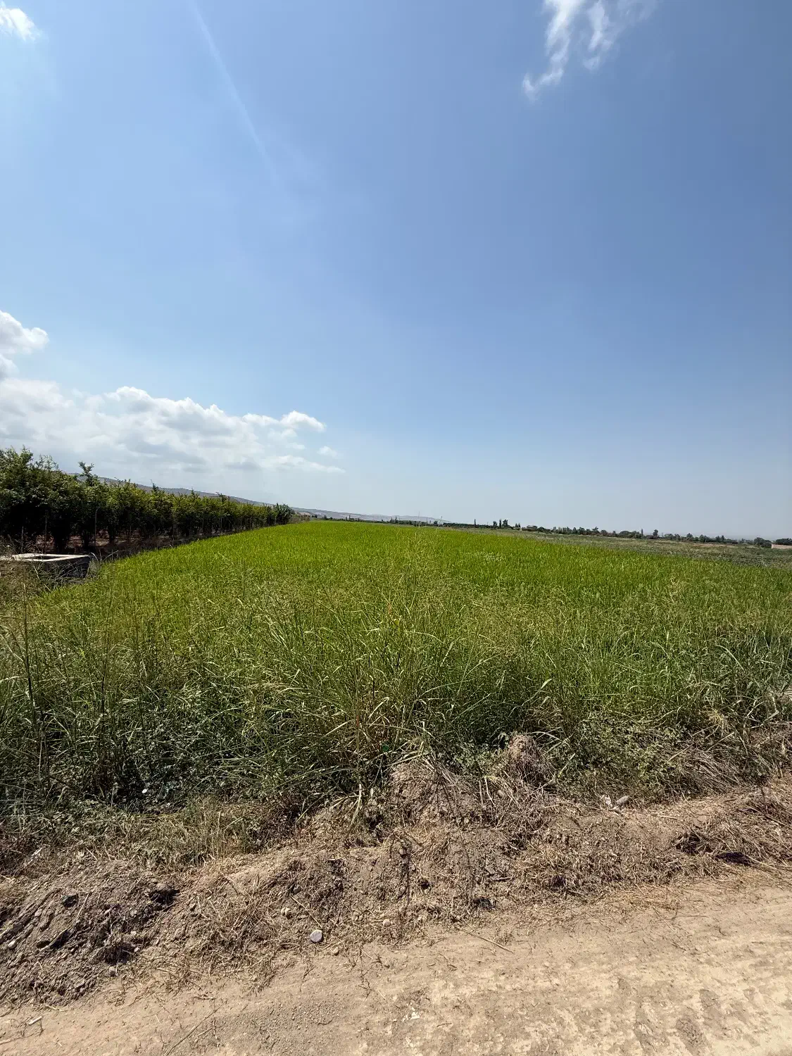 تهاتر زمین کشاورزی نوده ملک|فروش زمین و ملک کلنگی|سرخنکلاته, |دیوار