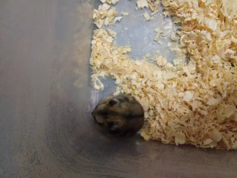 همستر|موش و خرگوش|نسیمشهر, |دیوار