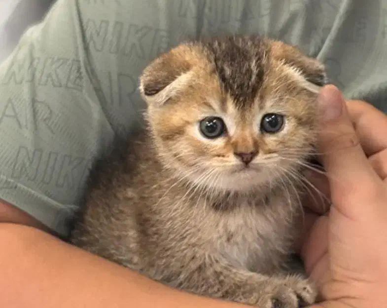 گلد|گربه|آستانه اشرفیه, |دیوار