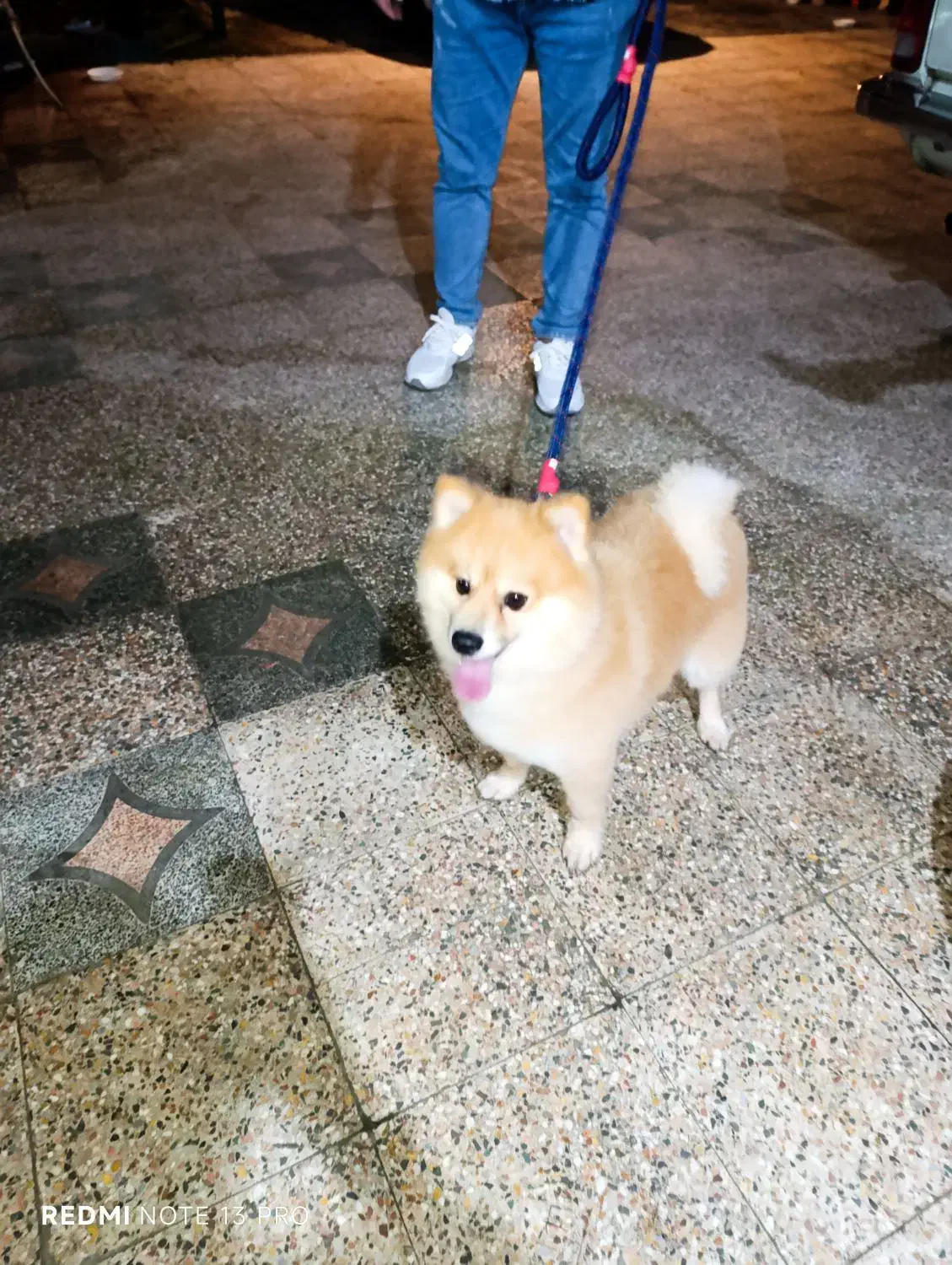 سگ پامرین|سگ|رحیم‌آباد, |دیوار