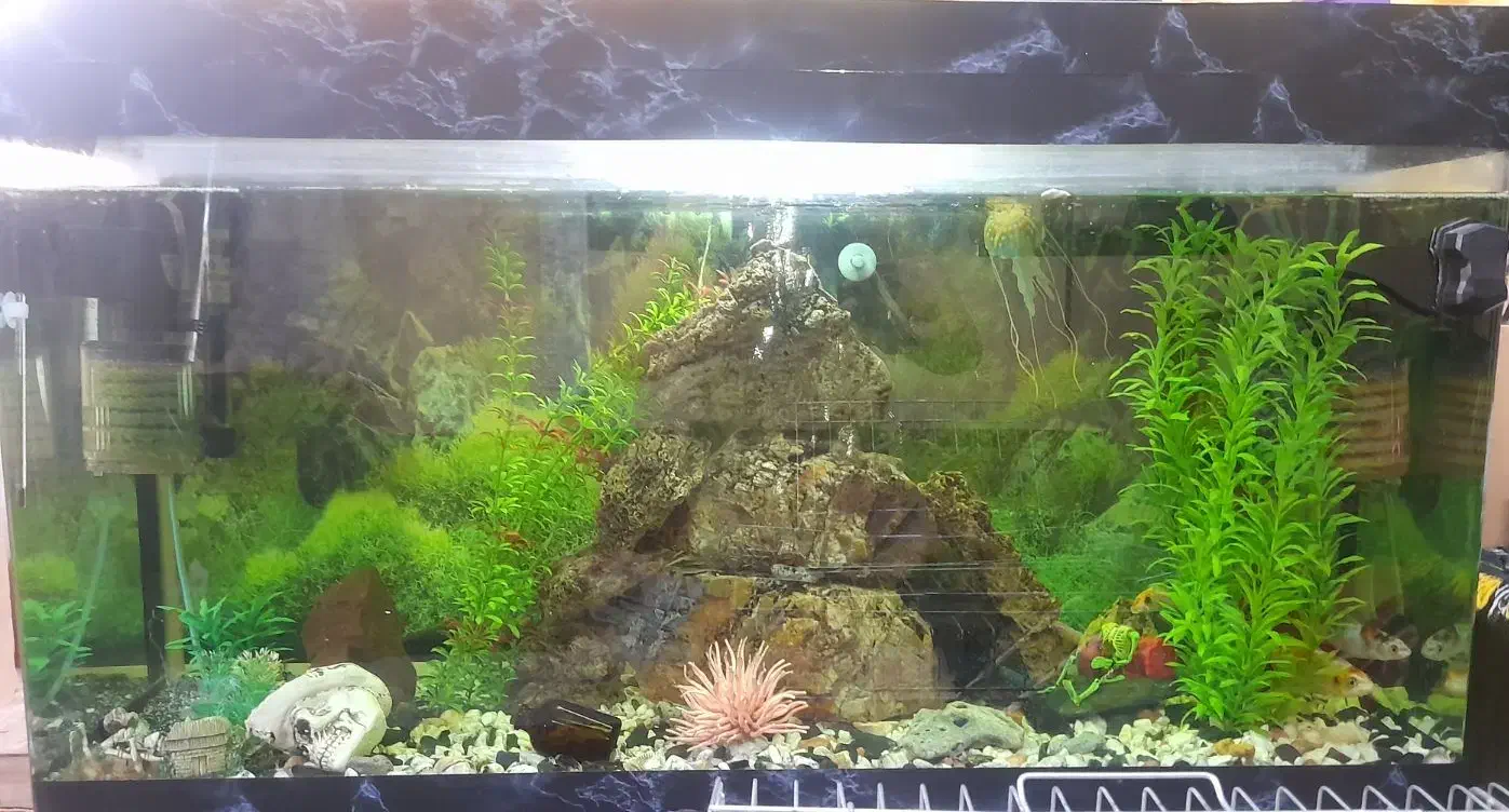 اکواریوم شیشه خم|ماهی|قزوین, |دیوار