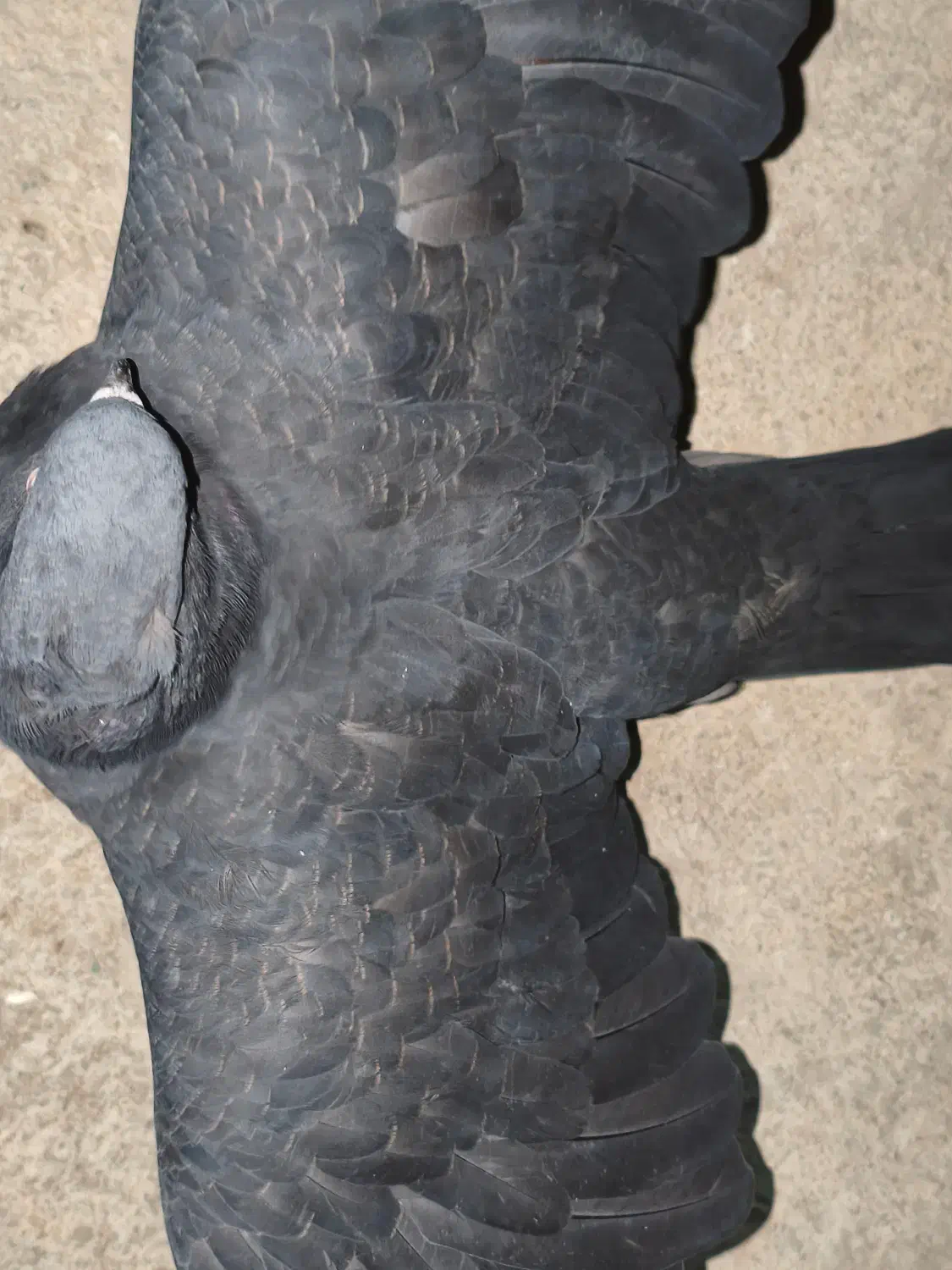 کبوتر زاغ|پرنده|دهدشت, |دیوار