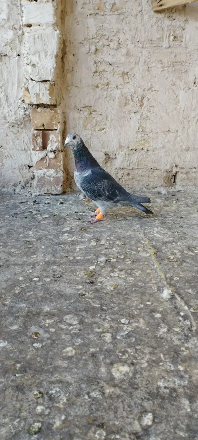 سوسکی .بزک.کرباتی کرمونی|پرنده|تربتحیدریه, باغ ملی|دیوار