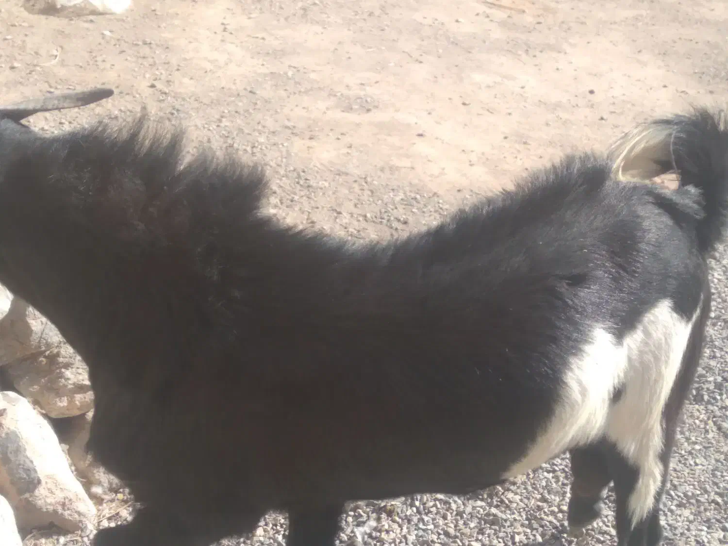 فروشی بزوپاچن|حیوانات مزرعه|خاش, |دیوار