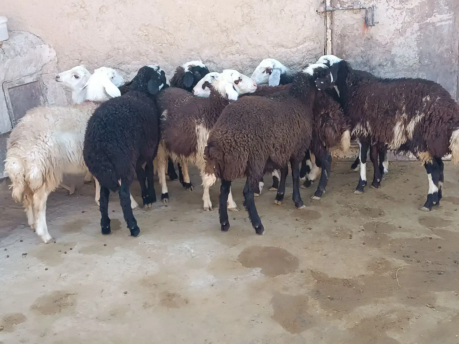 بره نر|حیوانات مزرعه|میلاجرد, |دیوار