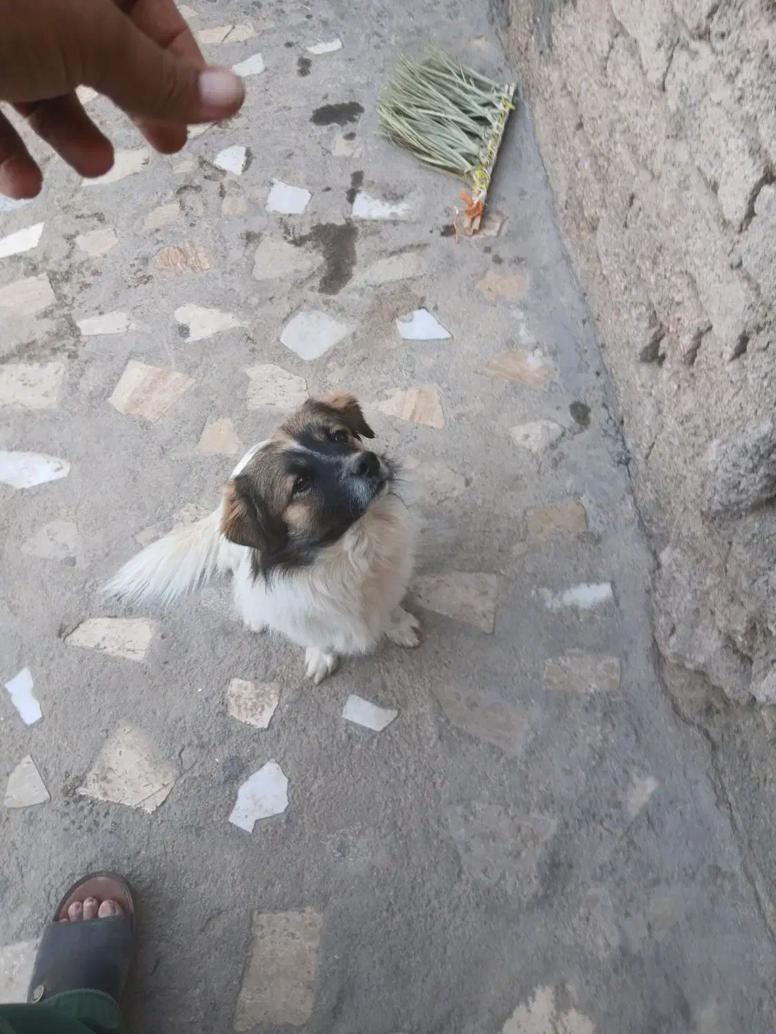 واگذاری سگ اشپیتز|سگ|داراب, |دیوار