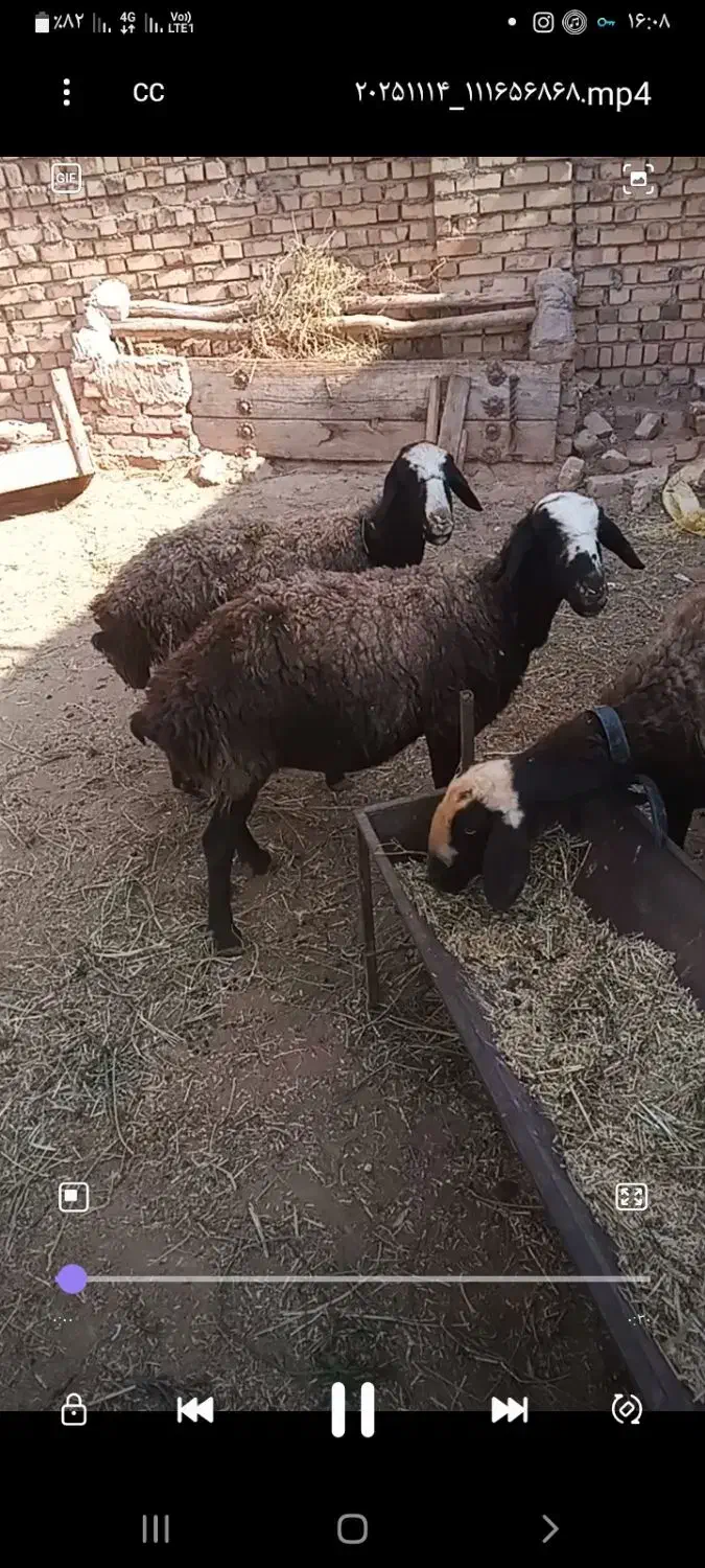 گوسفند میش بره دار شالی بره نر بره ماده قوچ|حیوانات مزرعه|تاکستان, |دیوار