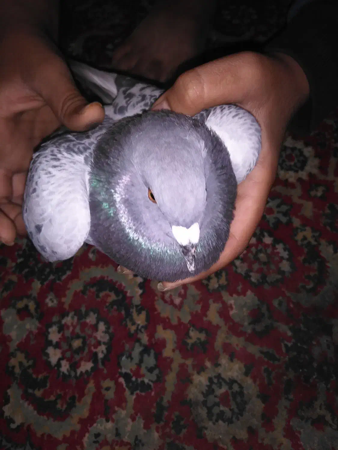 پلاکی پیدا شده|پرنده|خورموج, |دیوار