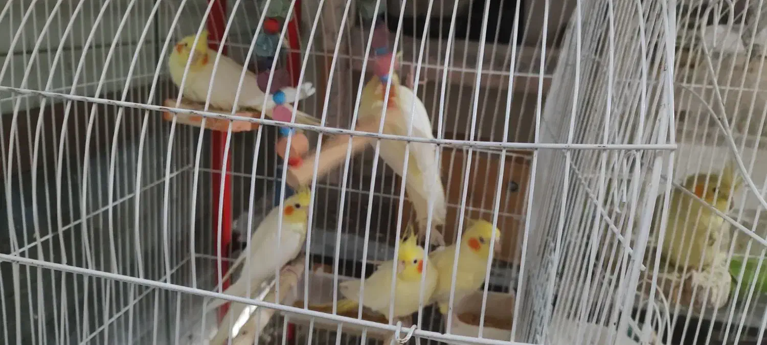 طوطی بالغ|پرنده|رشت, حمیدیان|دیوار