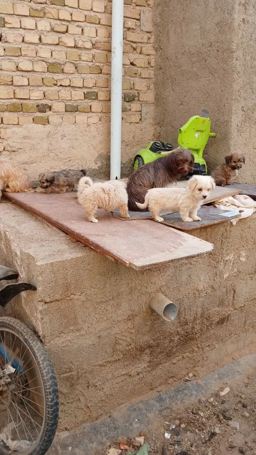 سگ پا کوتاه سگ خونگی|سگ|صباشهر, |دیوار