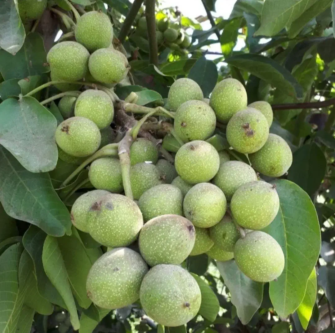 نهال گردو اصلاح شده|گل و گیاه طبیعی|نهاوند, |دیوار