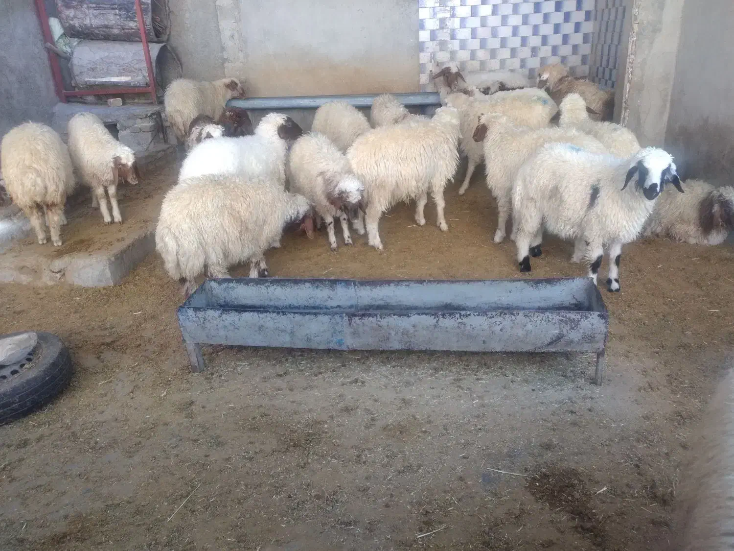 بره نر پرواری|حیوانات مزرعه|زرنه, |دیوار