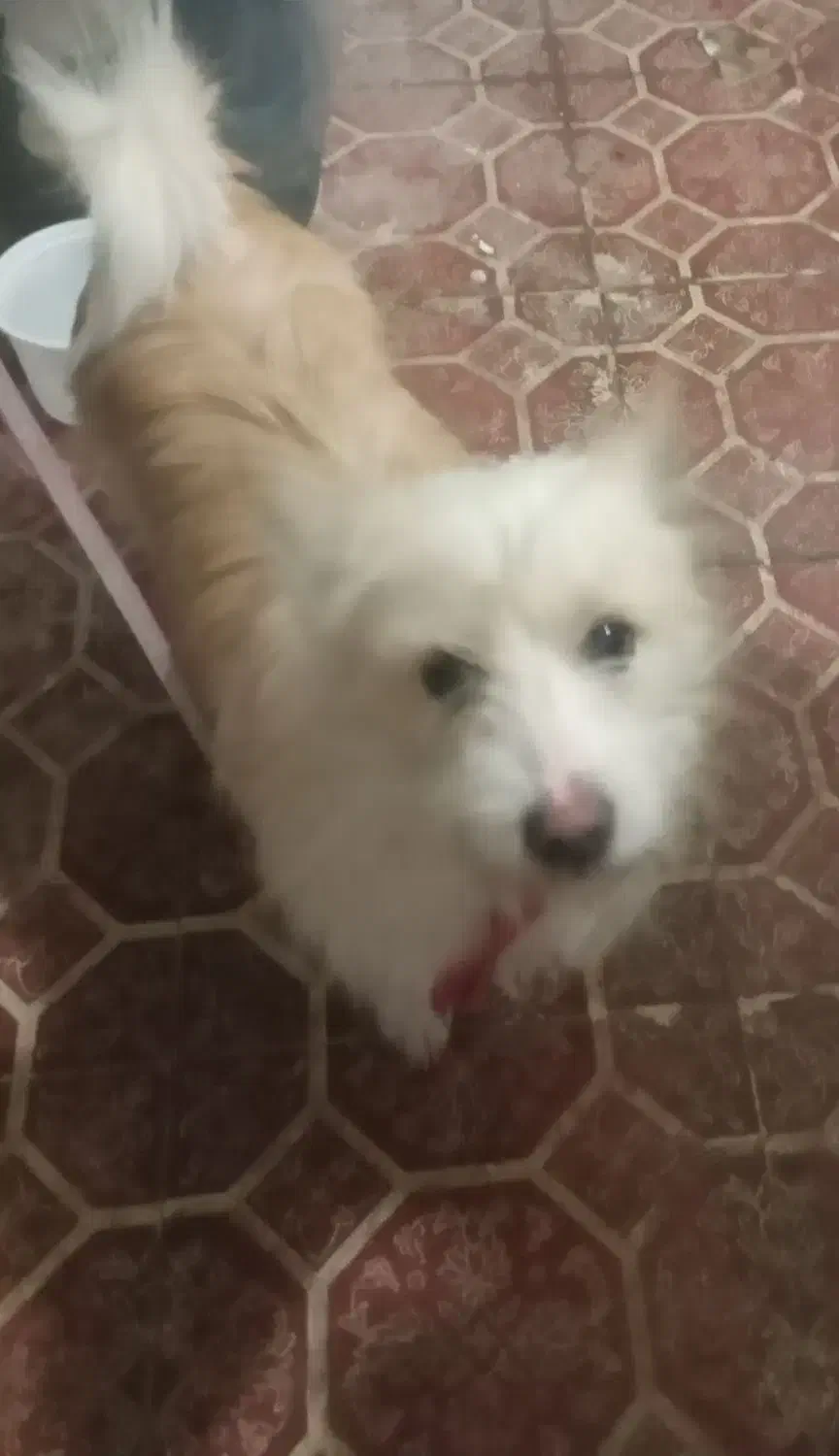 سگ‌پاکوتاه‌گم‌شده|حیوانات|زنجان, |دیوار