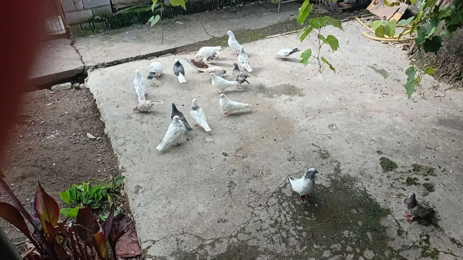 15 تا کبوتر پرشی|پرنده|سرخرود, |دیوار