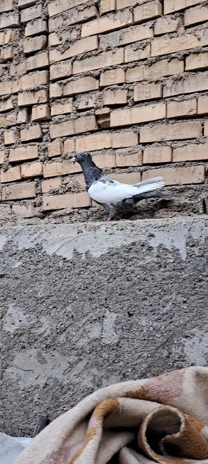 سینه کوهی وسینه سیاه|پرنده|باوی, |دیوار