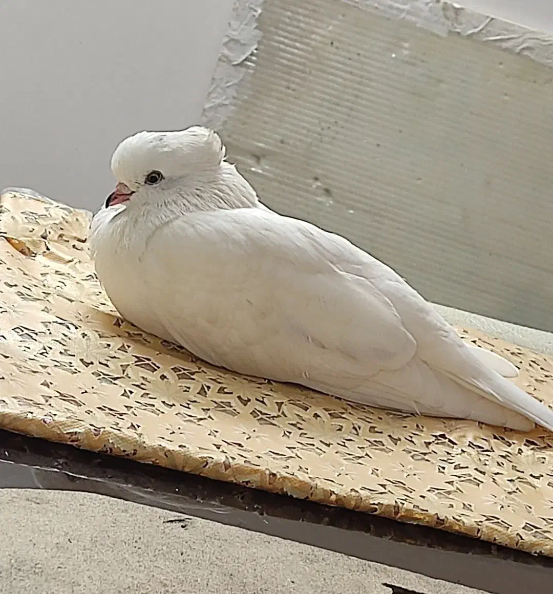 کبوتر گمشده|حیوانات|قم, عمار یاسر|دیوار