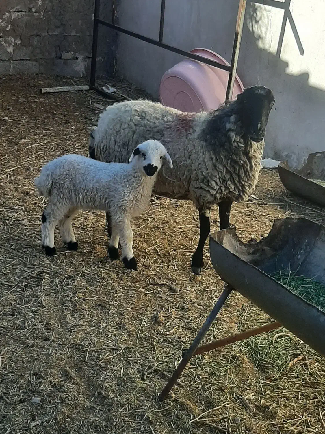 میش بره|حیوانات|رفسنجان, |دیوار