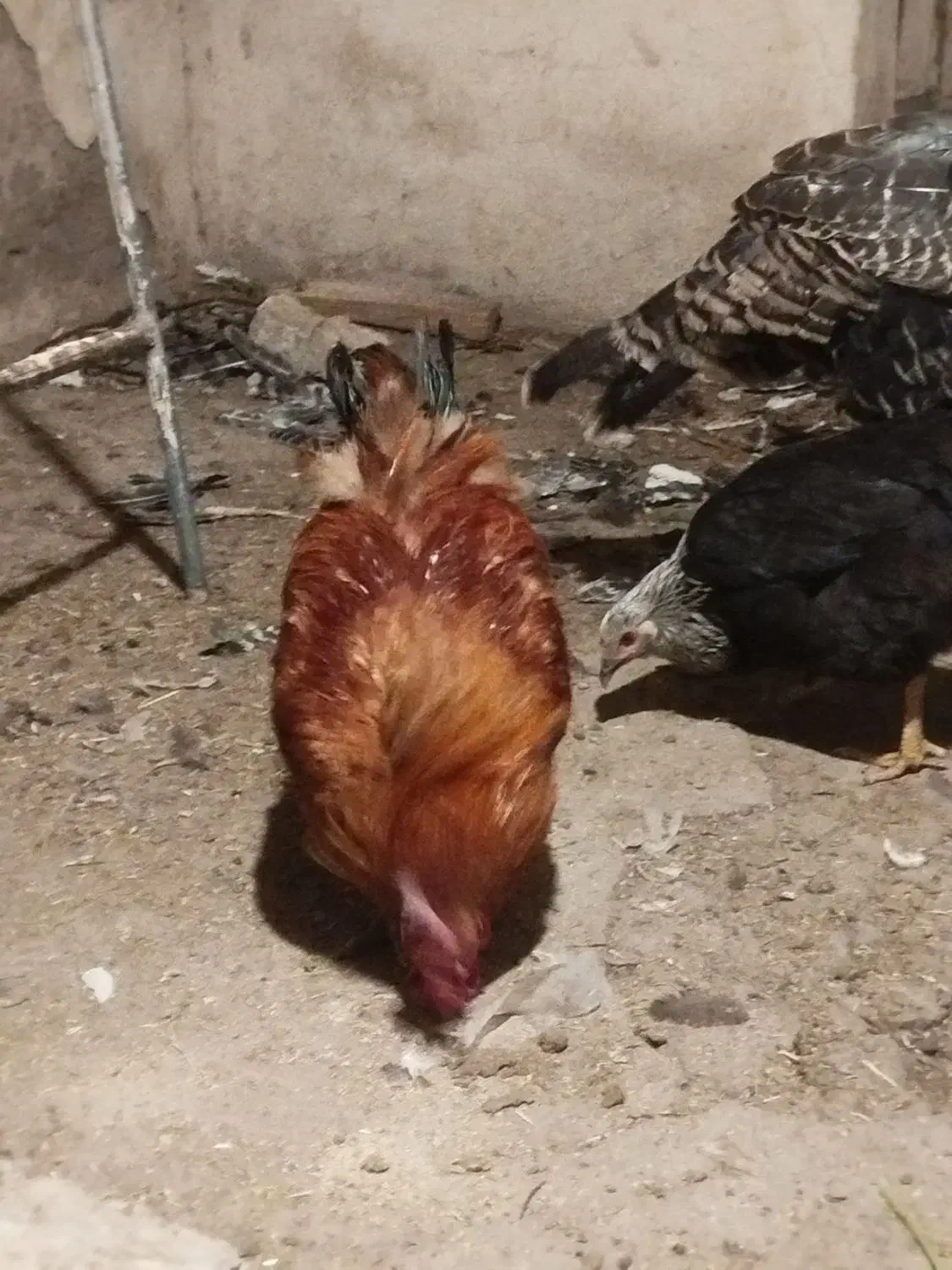 خروس یک ساله|حیوانات مزرعه|تبریز, |دیوار