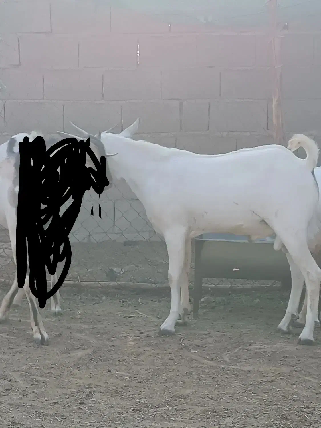 سلام. ۳ راس نری سومال ۱۰ ماهه درجه یک و پلمپ.|حیوانات مزرعه|بندر دیر, |دیوار