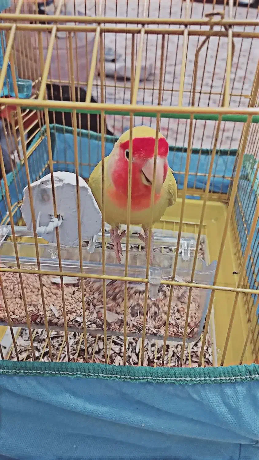 طوطی برزیلی|پرنده|سنندج, |دیوار