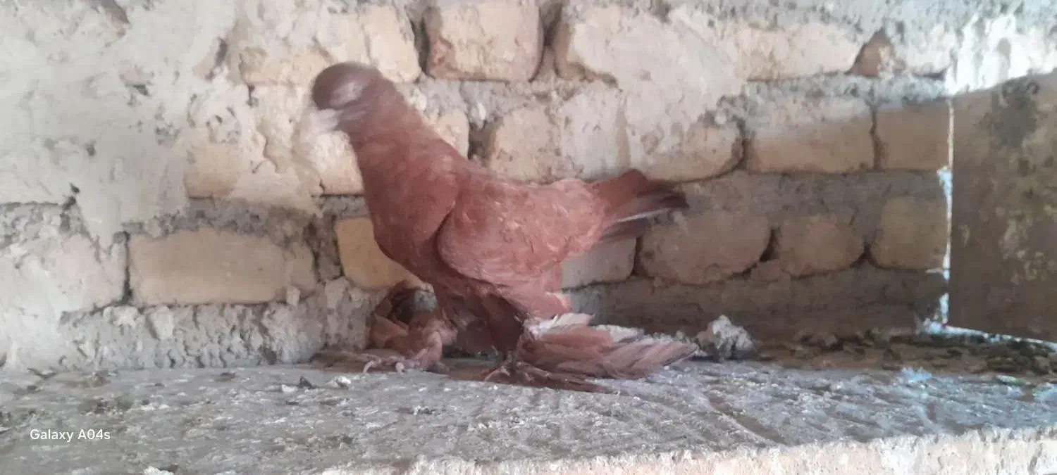 کبوتر قرمز لوتی|پرنده|مرند, |دیوار
