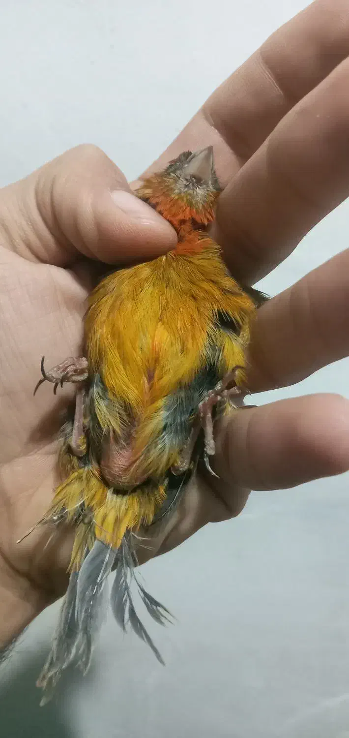 قناری ماده دارچینی سوخته اروجینال آماده|پرنده|بجنورد, |دیوار