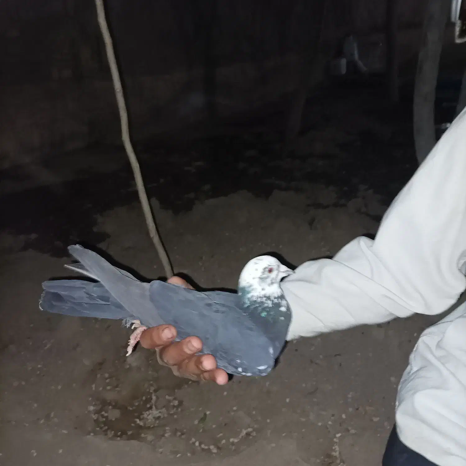 کفتر تهرانی|حیوانات|سبزوار, مدرس|دیوار