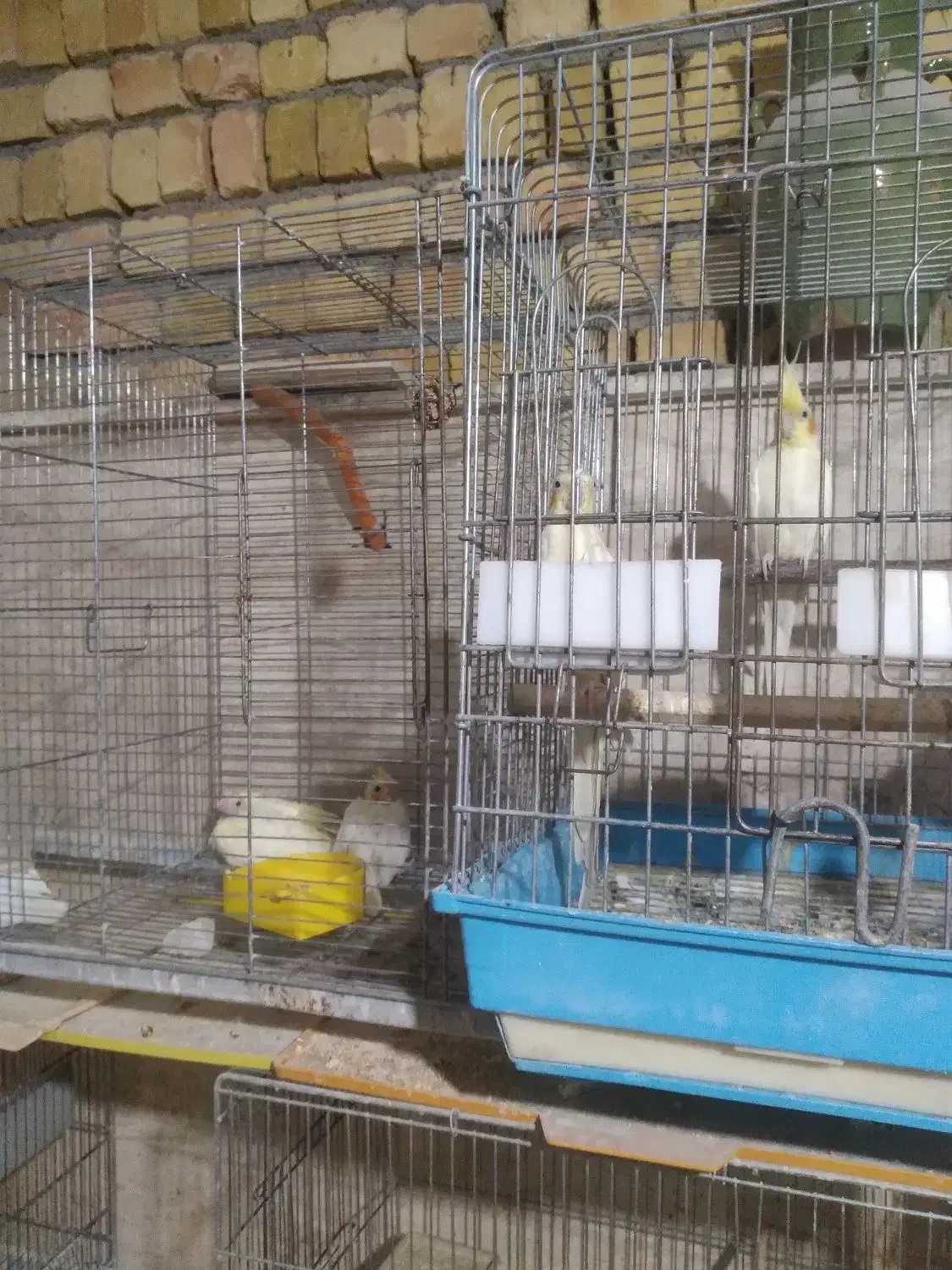 عروس هلندی با جوجه|پرنده|محلات, |دیوار