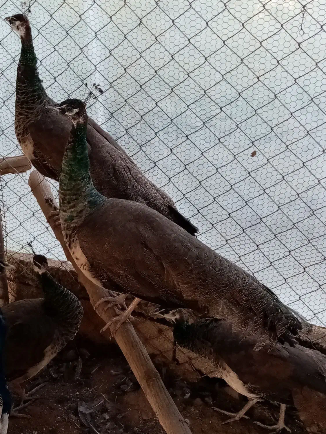 فروش طاووس های هندی|پرنده|قائم‌شهر, |دیوار