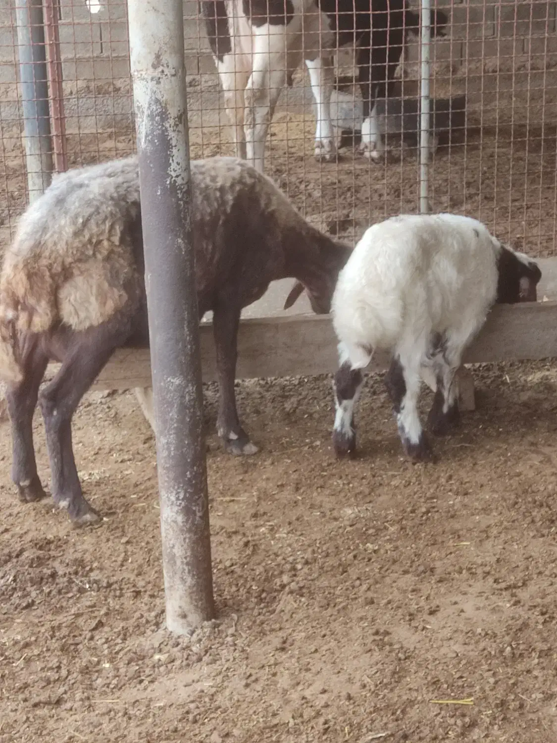 فروش گوسفند بره دار|حیوانات مزرعه|سیمین شهر, |دیوار