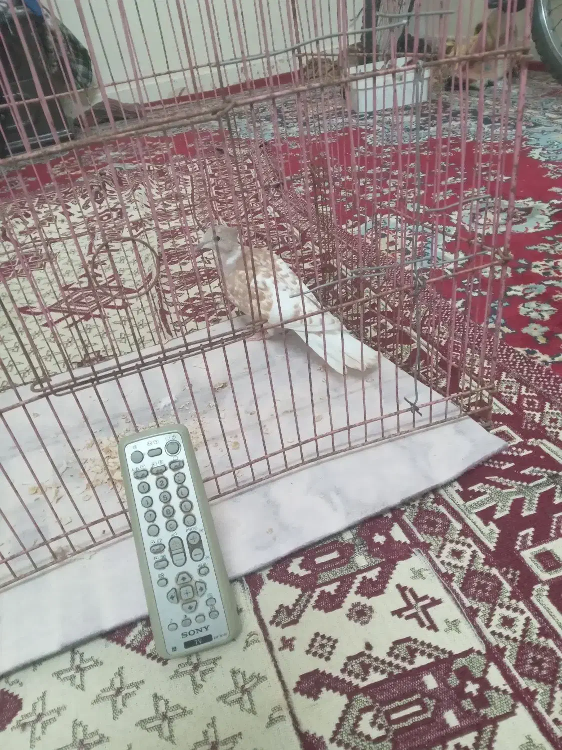 کنترل یا کریم|تلویزیون و پروژکتور|اندیمشک, |دیوار