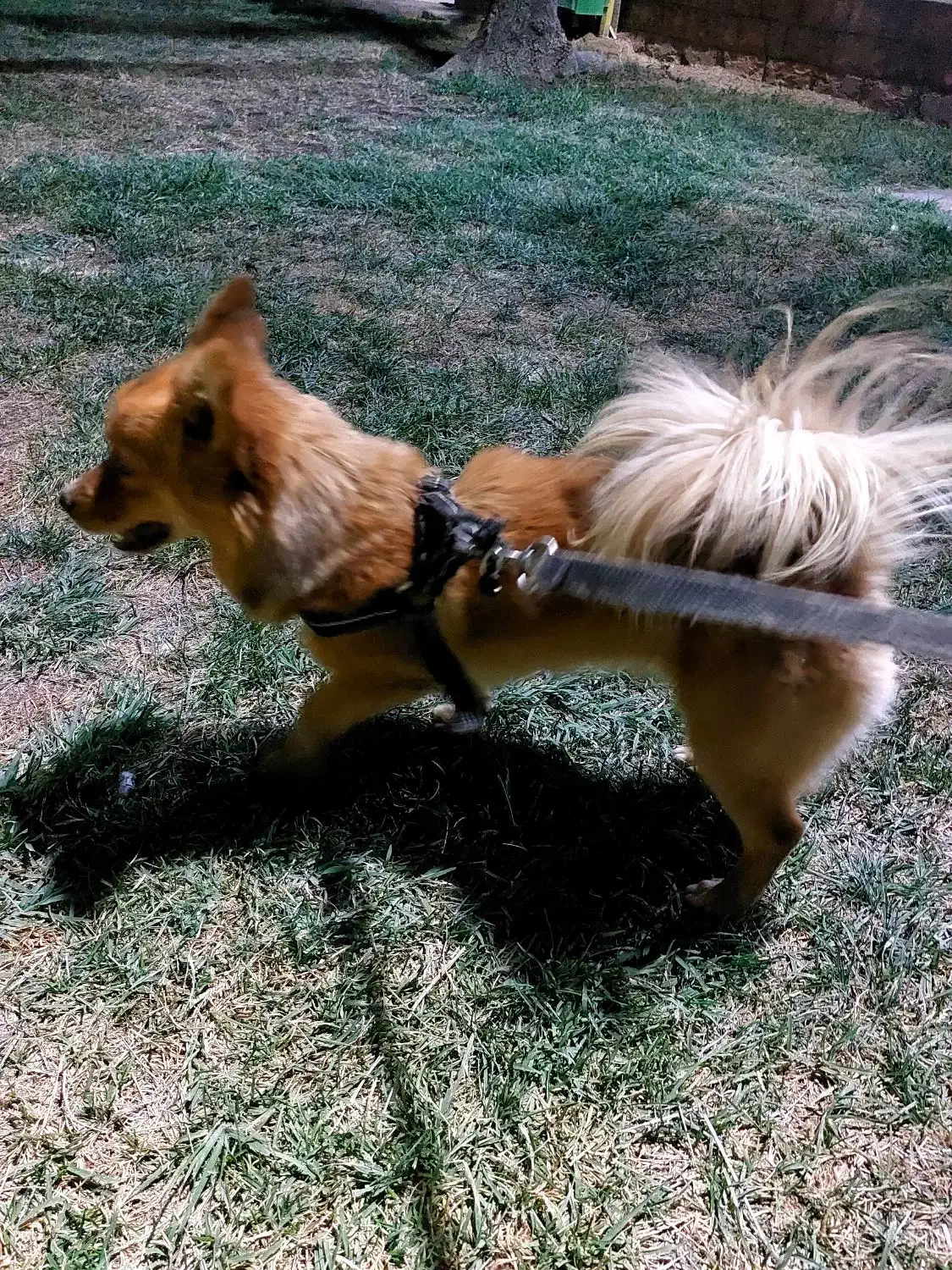 سگ اشپیتز روباهی گمشده،|سگ|کرمانشاه, |دیوار