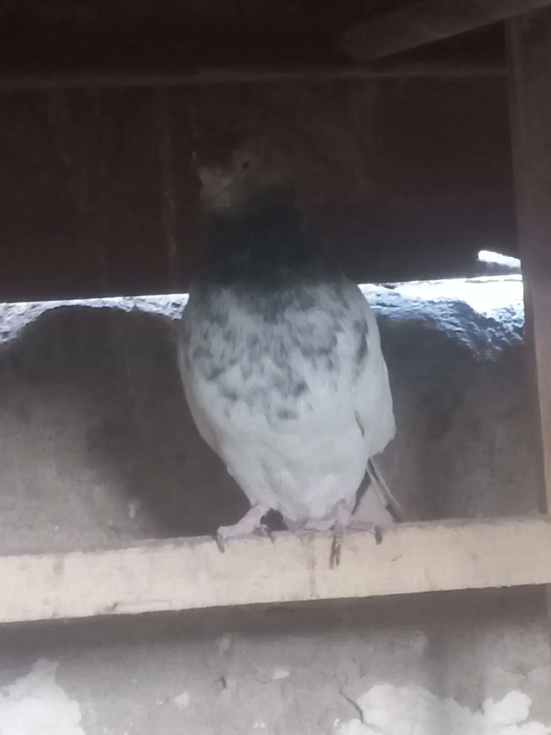 دونه ۱تومن ۶تا باهم فروخته میشه جداگانه دونه ۳تومن|پرنده|بهارستان, |دیوار