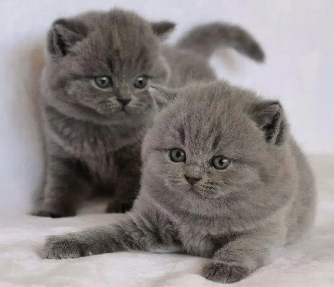 گربه های فنجونی|گربه|تهران, بهاران|دیوار