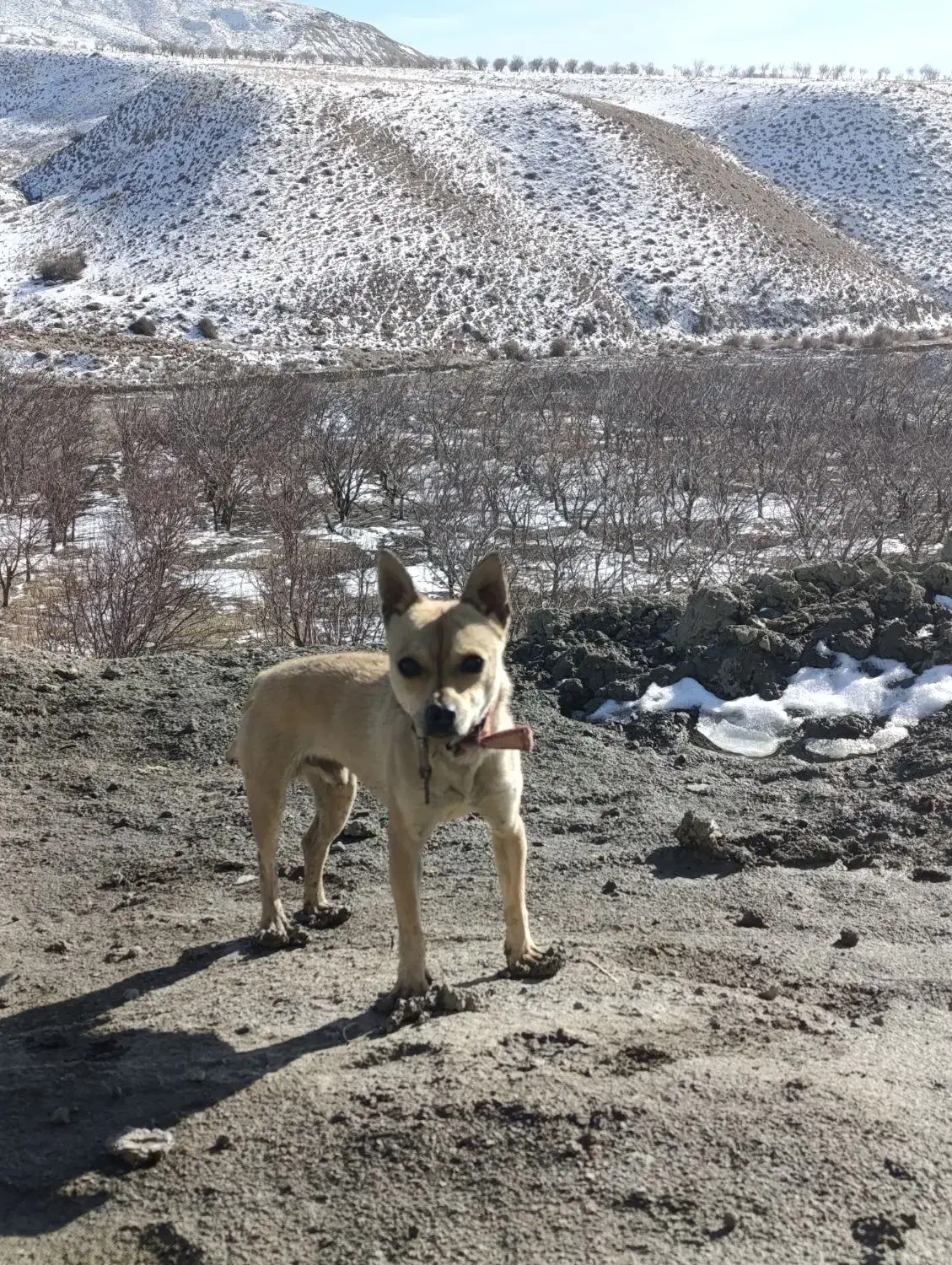 پاکوتاه|سگ|نیشابور, شهرک بسیج|دیوار