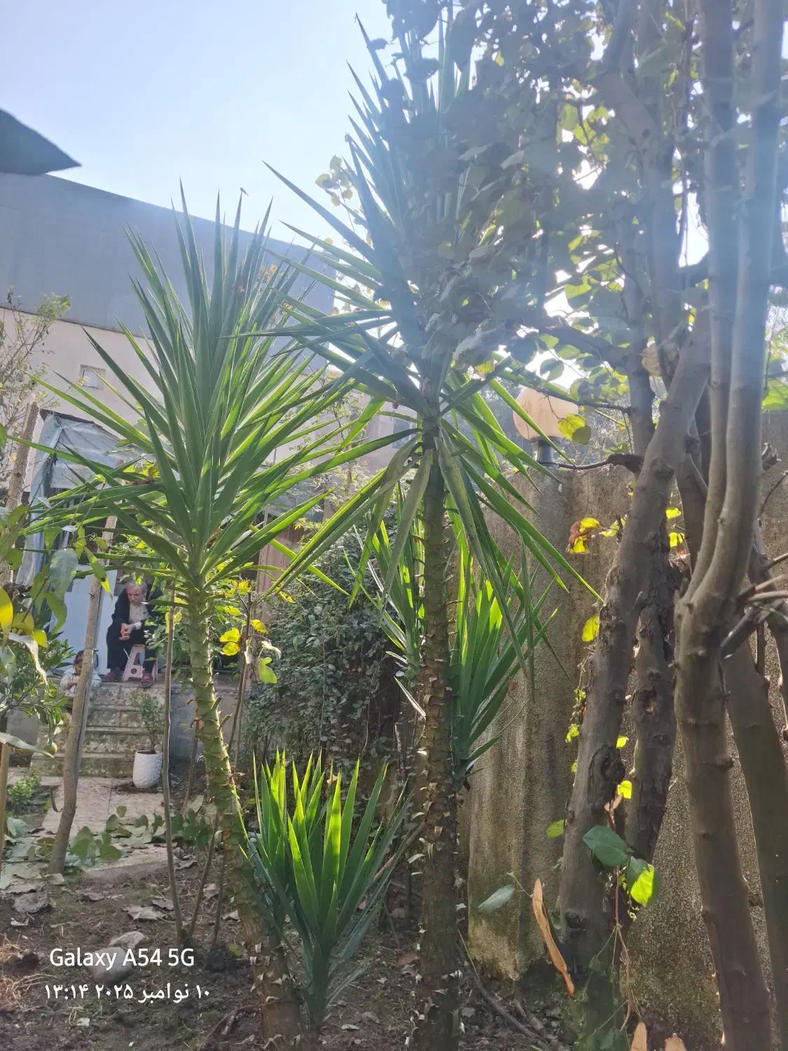 فروش گل جهت اکسیژن برای محوطه و|گل و گیاه طبیعی|لوشان, |دیوار