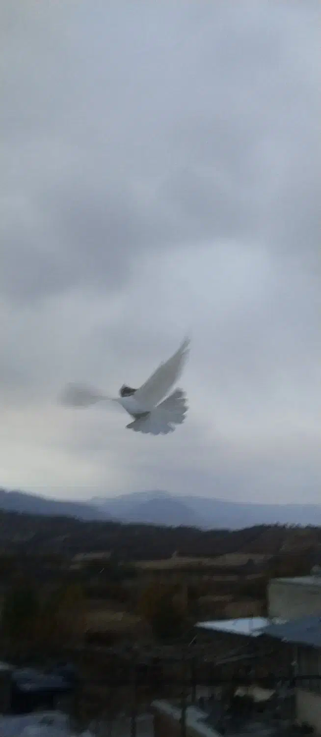 کبوتر|پرنده|مریوان, |دیوار