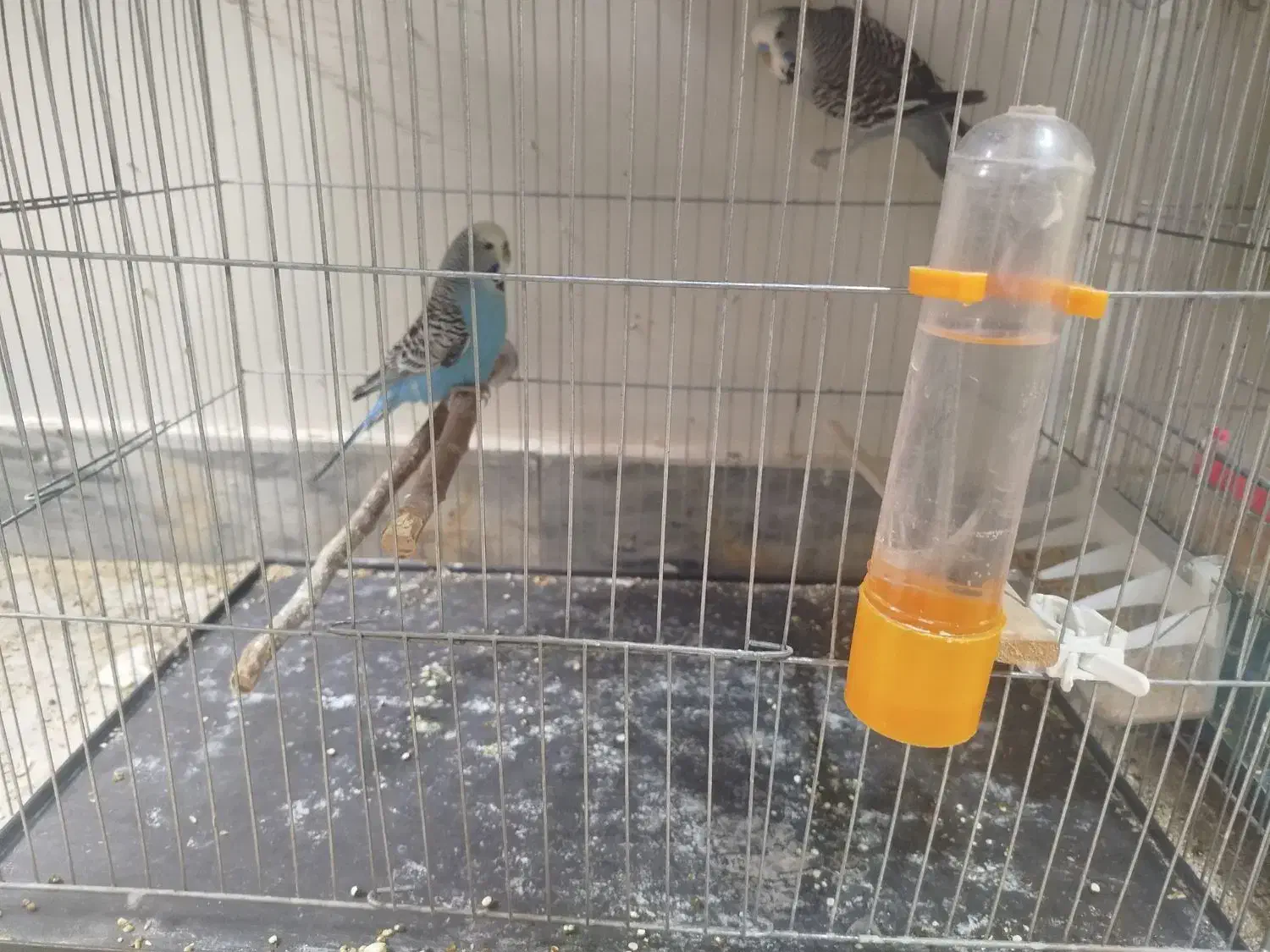 فنچ و مرغ عشق|پرنده|ازنا, |دیوار