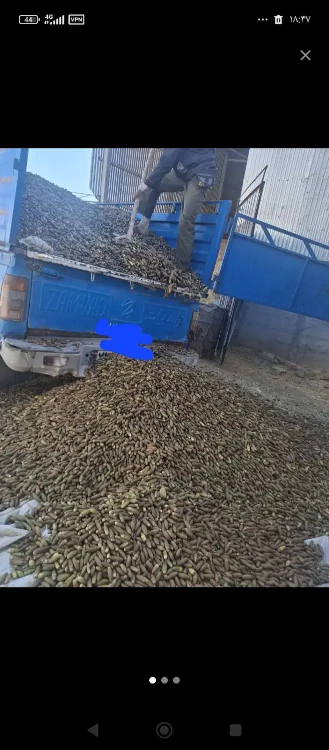 بلوط|خوردنی و آشامیدنی|دلیجان, |دیوار