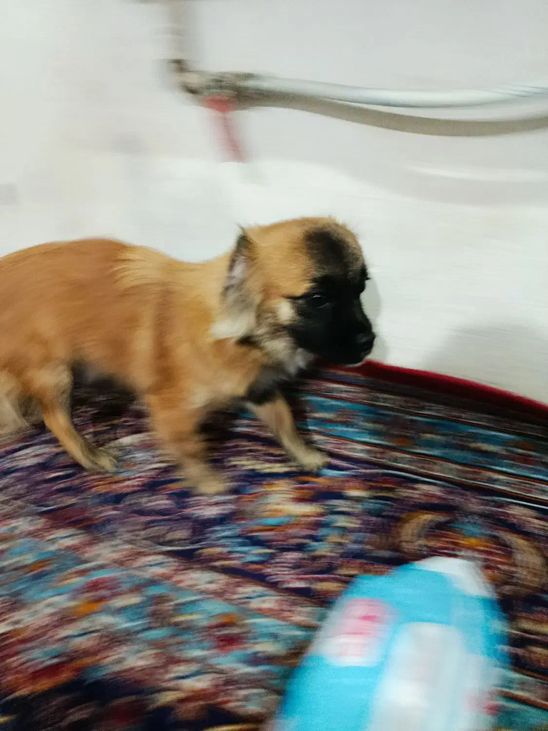 سگ نر|سگ|شیراز, شهرک صنعتی شیراز|دیوار