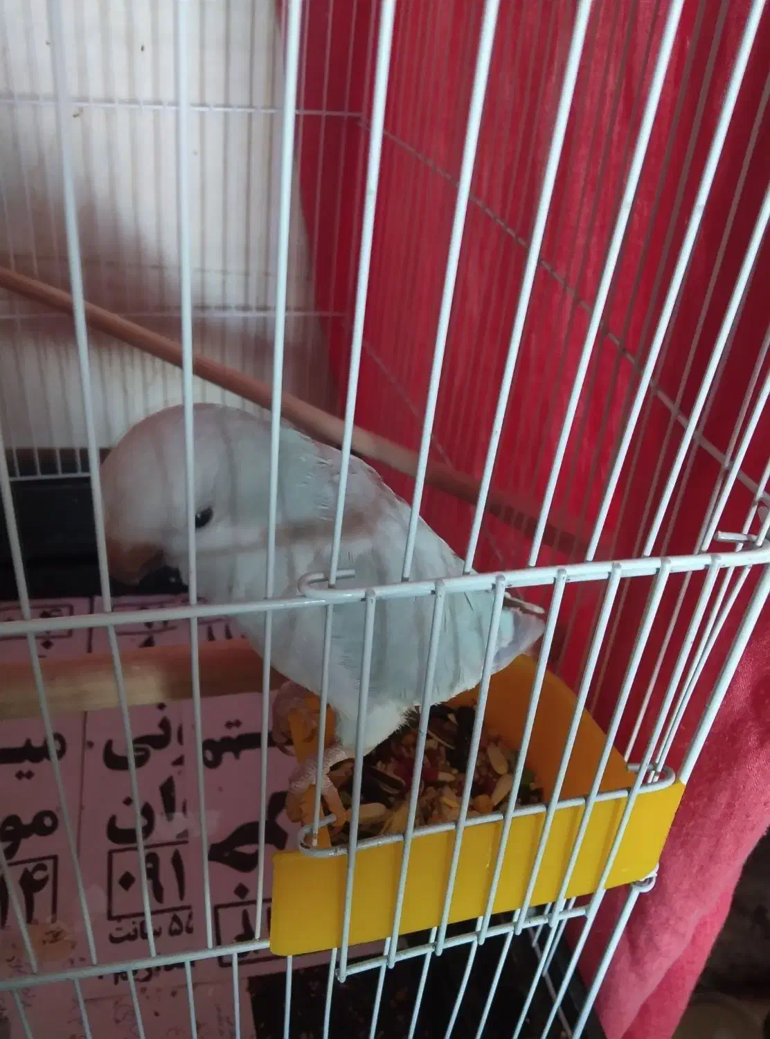 دو عدد|پرنده|ماهدشت, |دیوار