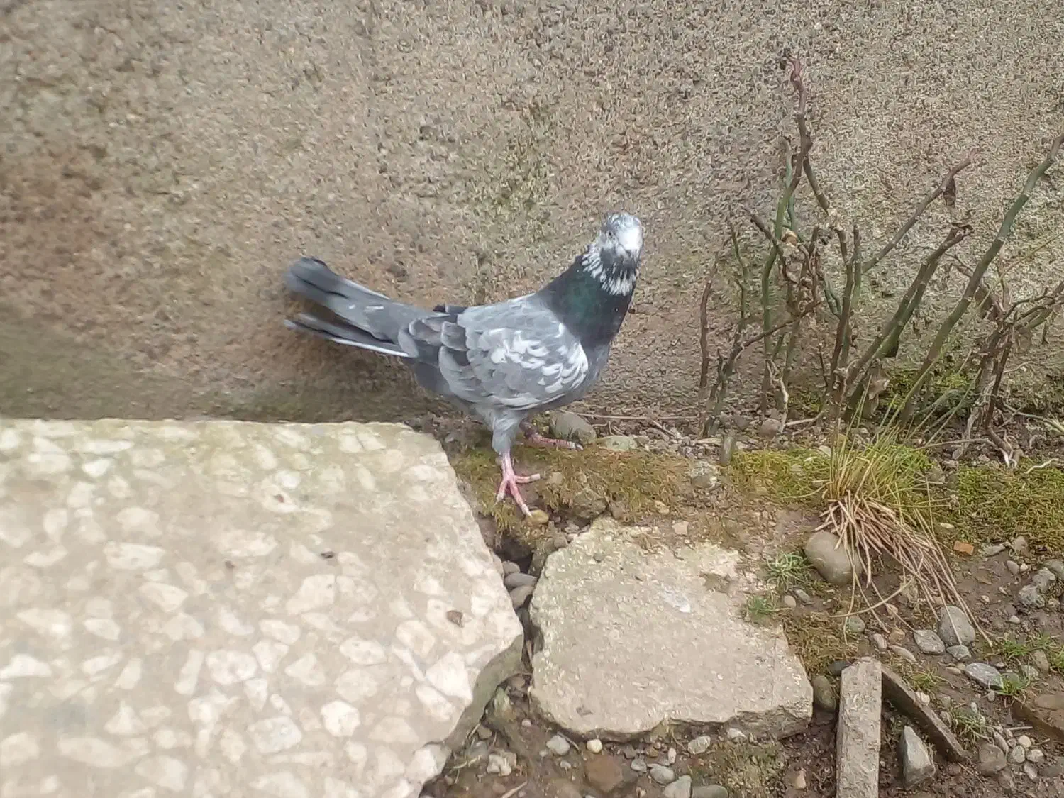 کبوتر|پرنده|رشت, لاکان شهر|دیوار