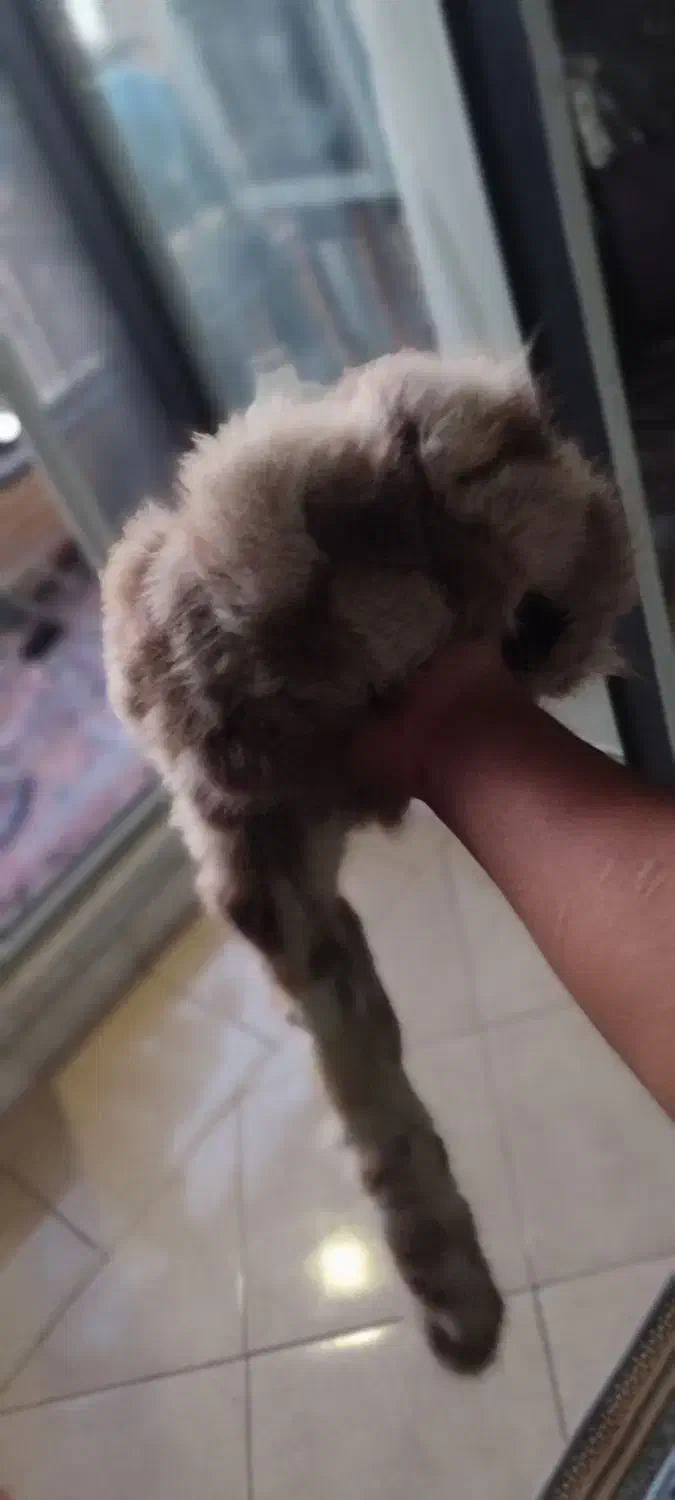 کلاه پشمی اصلی|لباس|شهرکرد, |دیوار