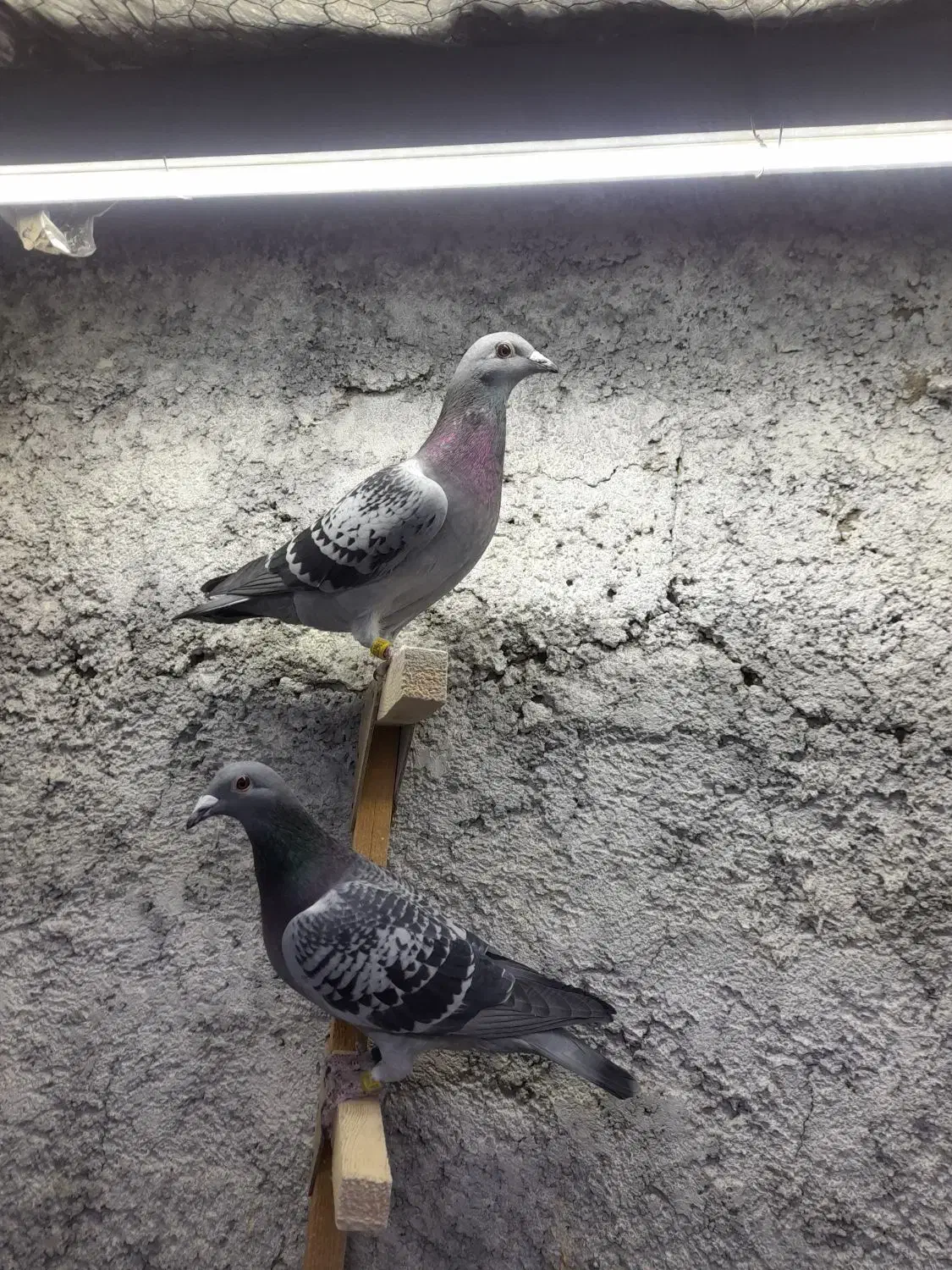 کفترآلمانی کفترپلاکی کفترمسافتی|پرنده|تهران, مسعودیه|دیوار