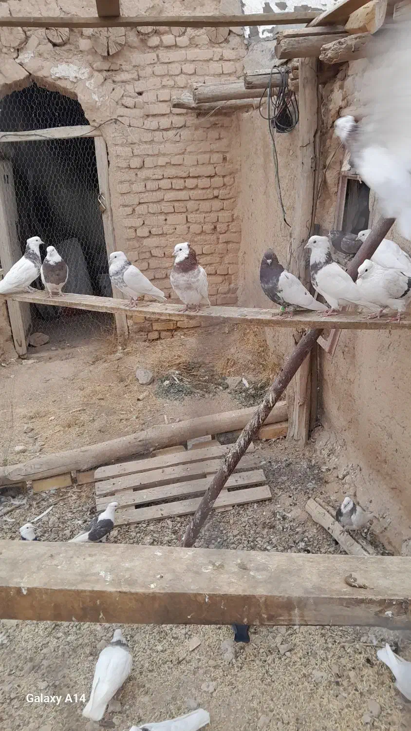 کفتر کبوتر طوقی|پرنده|سجاس رود, |دیوار