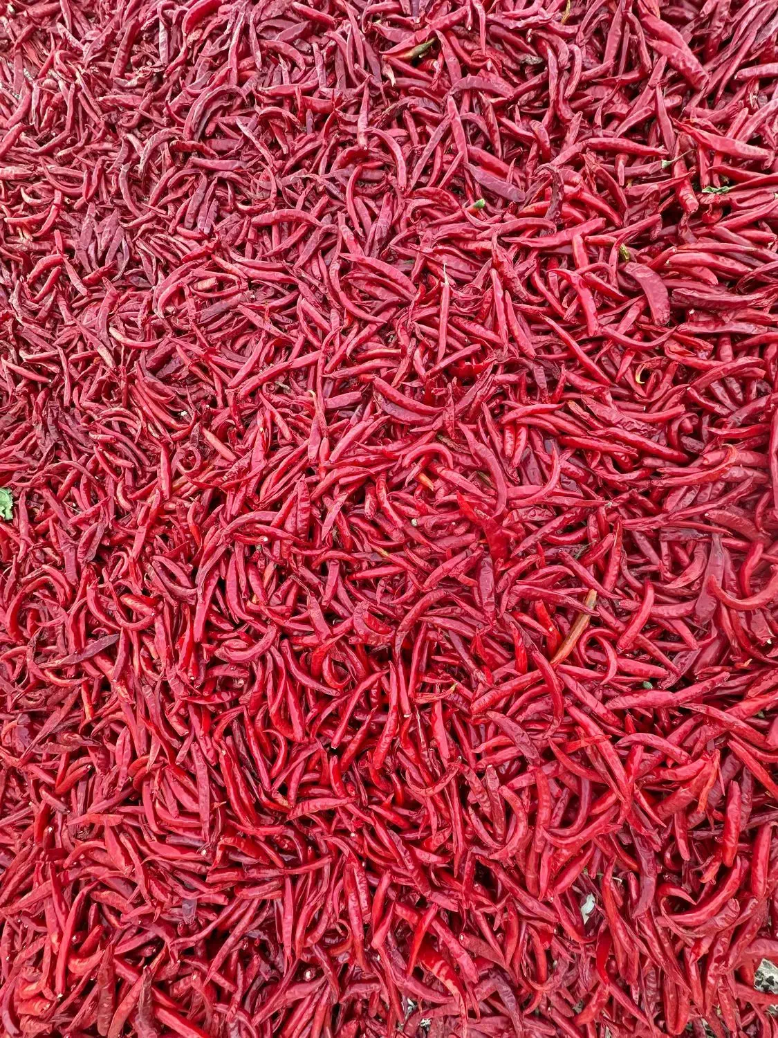 فلفل تند|خوردنی و آشامیدنی|شیراز, شهرک مهدیآباد|دیوار