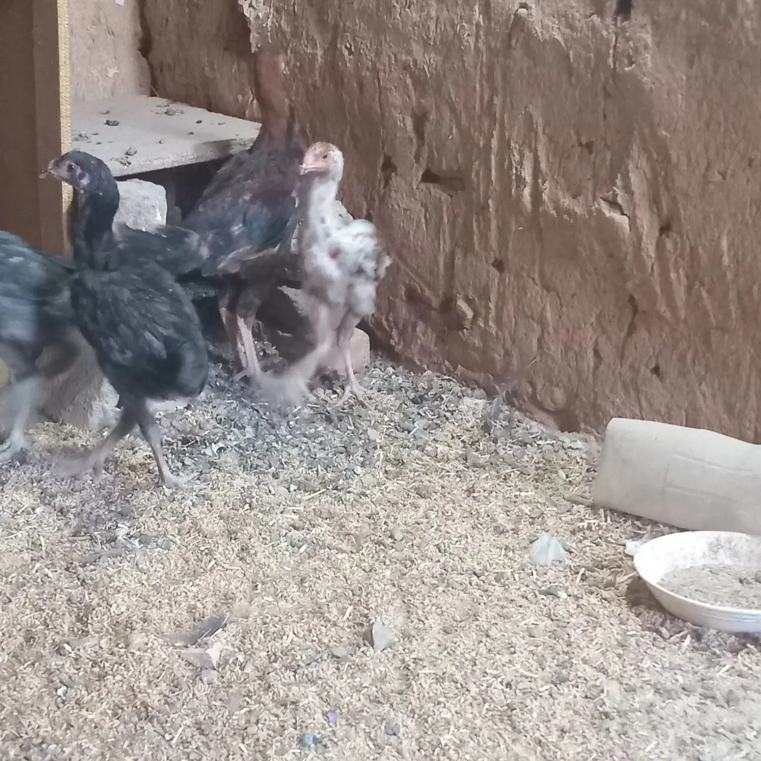 جوجه لاری|حیوانات مزرعه|نیشابور, فضل|دیوار