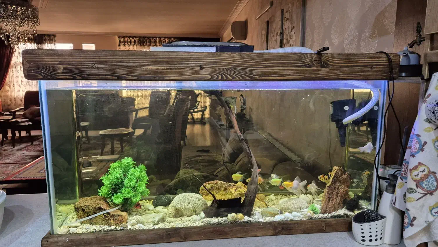 آکواریوم|ماهی|اصفهان, خانه اصفهان|دیوار