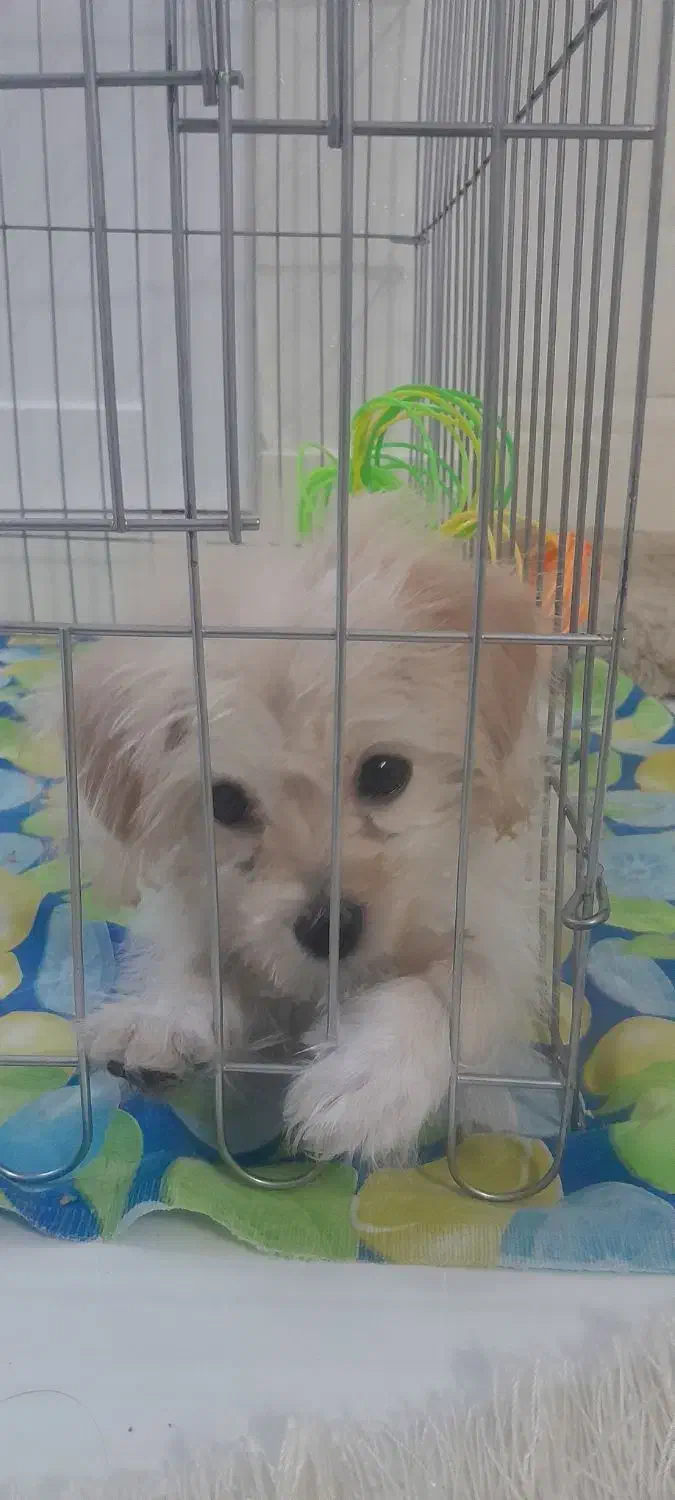 توله سگ ماده ۲ ماهه شیتزوپودل|سگ|قم, انسجام|دیوار